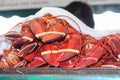 Fresh lobsters for sale at outdoor market Royalty Free Stock Photo