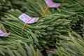 Fresh local foraged wild green asparagus at a farmers market, Strasbourg, France