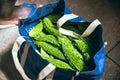 Momordica vegetables in the bag Royalty Free Stock Photo