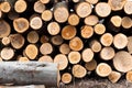 Fresh logs Royalty Free Stock Photo