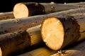 Fresh logs Royalty Free Stock Photo