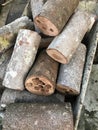 Fresh logs Royalty Free Stock Photo