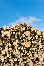 Fresh logs. Royalty Free Stock Photo