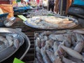 Fresh loligo squids in tray were sell in Thai
