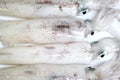 Fresh Loligo vulgaris squid seafood of isolated.