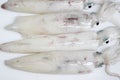 Fresh Loligo vulgaris squid seafood of isolated.