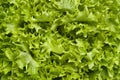 Fresh Lollo bionde lettuce