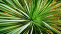 Fresh Long Green Leaves of Desert Plant Royalty Free Stock Photo