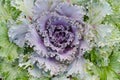Fresh long lived cabbage in the garden Royalty Free Stock Photo