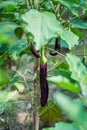 Fresh long purple brinjal eggplant hanging on the plant