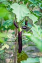 Fresh long purple brinjal eggplant hanging on the plant