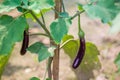 Fresh long purple brinjal eggplant hanging on the plant