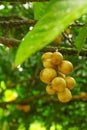 Fresh Longan; Exotic Fruit of Thailand in Orchard Royalty Free Stock Photo