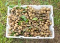 Fresh longan fruit tropical delicious fruit was picked in the organic garden in the rural area in northern Thailand, and put in