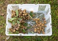 Fresh longan fruit tropical delicious fruit was picked in the organic garden in the rural area in northern Thailand, and put in