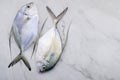 Fresh Longfin trevally fish set up on white marble kitchen table background. Top view and copy space Royalty Free Stock Photo