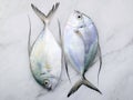 Fresh Longfin trevally fish set up on white marble kitchen table background. Top view and copy space Royalty Free Stock Photo