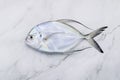 Fresh Longfin trevally fish set up on white marble kitchen table background. Top view and copy space Royalty Free Stock Photo