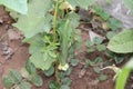 Fresh loofah gourd with stem on plant background with yellow flower Royalty Free Stock Photo