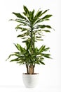 Fresh Look Dracaena Fragrans Flowering Plant Royalty Free Stock Photo