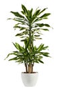 Fresh Look Dracaena Fragrans Flowering Plant Royalty Free Stock Photo