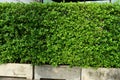 A fresh-looking green leaf wall Royalty Free Stock Photo