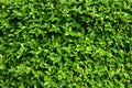 A fresh-looking green leaf wall Royalty Free Stock Photo