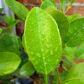 Fresh looking lime leaves in the morning in the garden, in Bengkulu, Indonesia - March 31th 2021