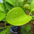 Fresh looking lime leaves in the morning in the garden, in Bengkulu, Indonesia - March 31th 2021