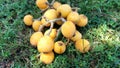 fresh loquat fruit closeup view