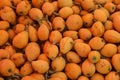 Fresh loquat in one of the markets of Amman, Jordan