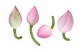 fresh lotus buds, Lotus buds, Lotus national flower of Vietnamese, pink tulips isolated on white