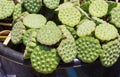 Fresh lotus pods and seeds