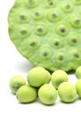 Fresh lotus seeds and pod Royalty Free Stock Photo