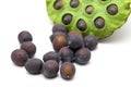 Fresh lotus seeds and pod Royalty Free Stock Photo