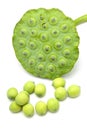 Fresh lotus seeds and pod Royalty Free Stock Photo
