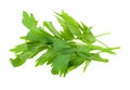 Fresh lovage herb