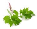 Fresh lovage Royalty Free Stock Photo