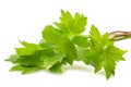 Fresh lovage Royalty Free Stock Photo