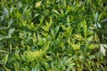 fresh lovage plant texture Royalty Free Stock Photo