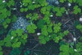 Fresh lucky green clover trifoliate and white flowers at the for