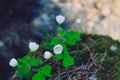 Fresh lucky green clover trifoliate and white flowers at the for