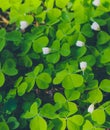 Fresh lucky green clover trifoliate and white flowers at the for