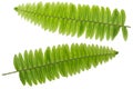 Fresh lush Fern leaf twig, green leaves isolated on white