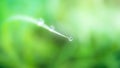 Fresh lush green grass with selective focusing water dew drops in morning sunrise Royalty Free Stock Photo