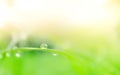 Fresh lush green grass with selective focusing water dew drops in morning sunrise Royalty Free Stock Photo