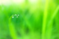 Fresh lush green grass with selective focusing water dew drops in morning sunrise Royalty Free Stock Photo