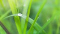 Fresh lush green grass with selective focusing water dew drops in morning sunrise Royalty Free Stock Photo