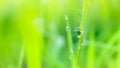 Fresh lush green grass with selective focusing water dew drops in morning sunrise Royalty Free Stock Photo