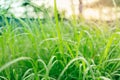 Fresh lush green grass with selective focusing water dew drops in morning sunrise Royalty Free Stock Photo